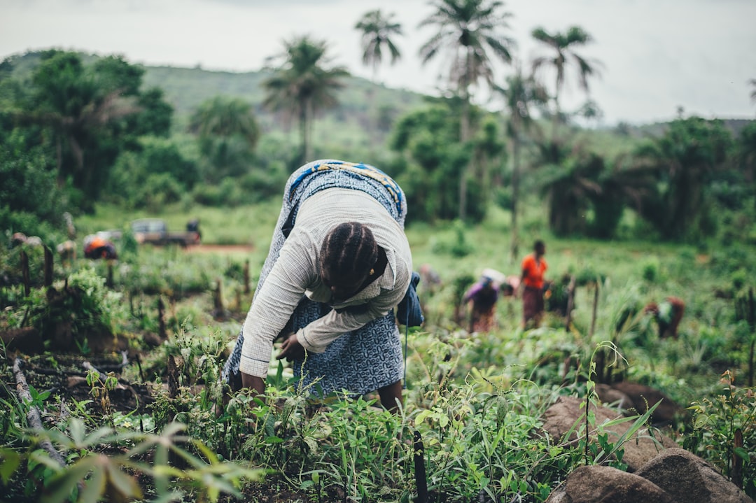 Farmer planting crops, representing Nigeria's Agricultural Credit Guarantee Scheme